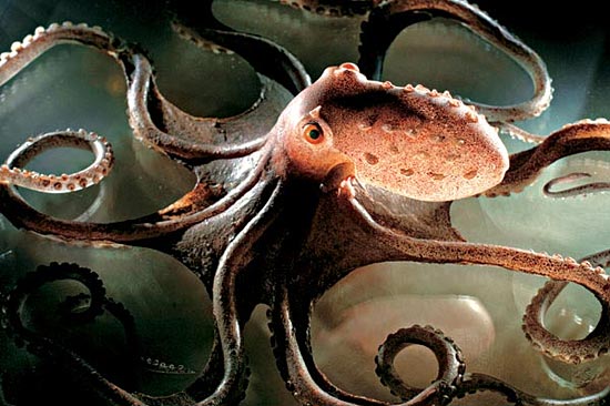 10 удивительных фактов об осьминогах