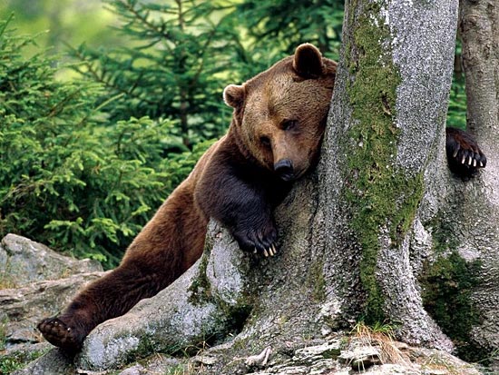 Во время зимней спячки сердце медведя на каждом выдохе останавливается на 15–20 сек
