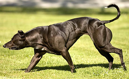 Мышцы собаки-культуриста Венди из Канады вдвое большего размера, чем положено