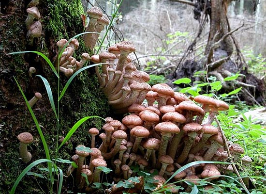 Самый крупный живой организм на Земле — это гриб