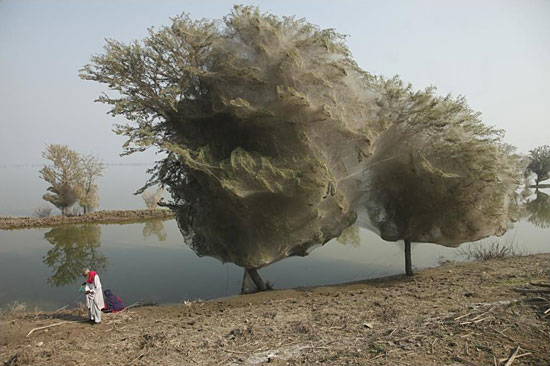 В Пакистане на деревьях «растёт» гигантская паутина