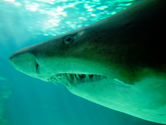 У некоторых видов акул детёныши пожирают друг друга в матке
