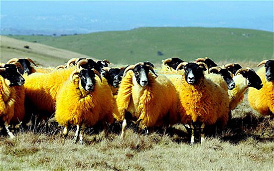Английский фермер борется с ворами при помощи оранжевых овец