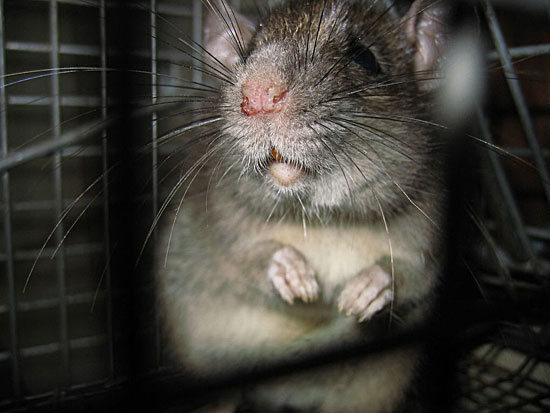  25 фактов о крысах