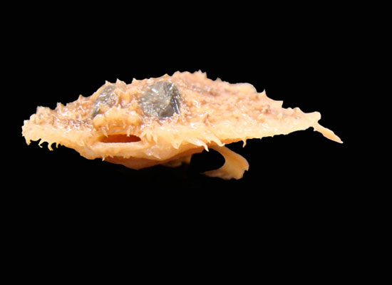 The hopping pancake batfish