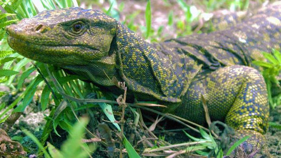 Varanus bitatawa