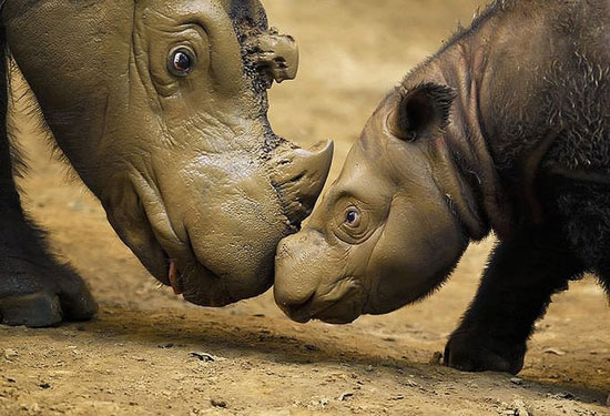 Суматранские носороги