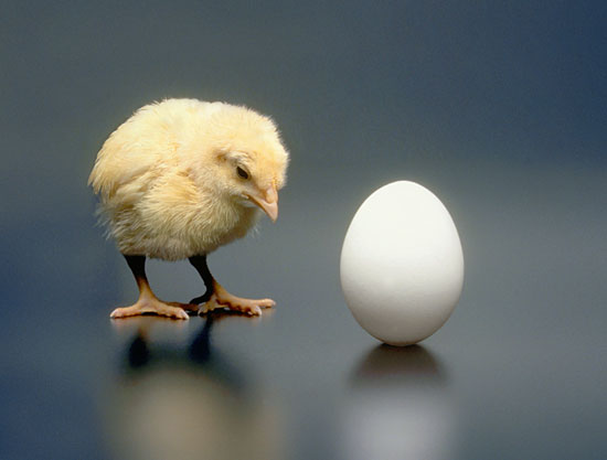 Что появилось раньше — курица или яйцо? Научный ответ на этот вопрос