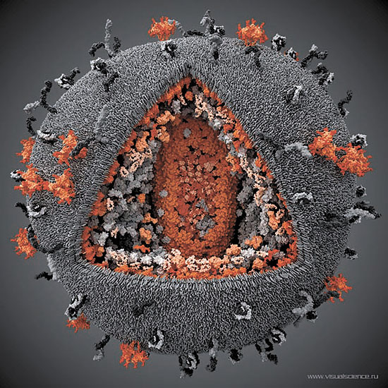 Модель ВИЧ, созданная компанией Visual Science 