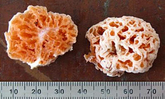 На острове Борнео растут грибы, названные в честь Губки Боба (SpongeBob SquarePants)