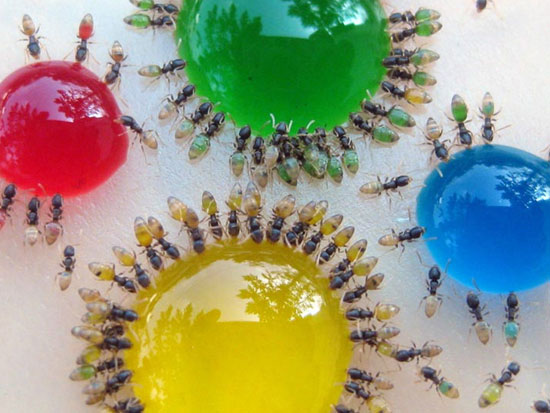 С помощью сладостей муравьёв-призраков можно раскрасить в разные цвета