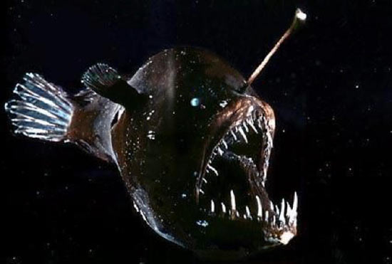 Глубоководный морской чёрт — одно из самых уродливых животных на планете