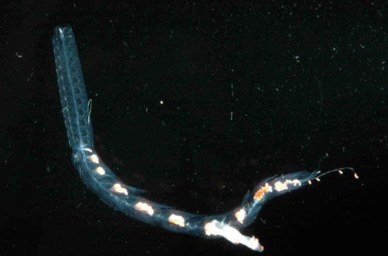 При размножении щупальце осьминога-аргонавта, захватив сперму, само уплывает искать самку
