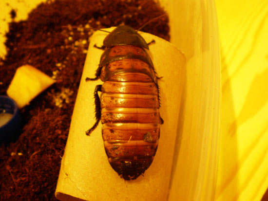 Самый большой таракан в мире имеет длину тела 8 см и весит 30 грамм