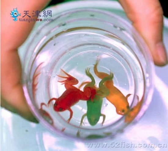 В Китае для продажи красят лягушек в яркие цвета