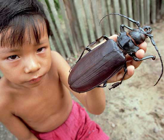 Самый большой жук в мире имеет размер хомяка