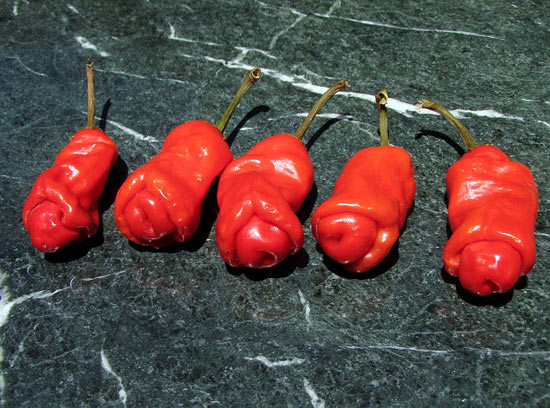 Перцы сорта Chilly Willy («Penis Peppers») имеют неприличную форму