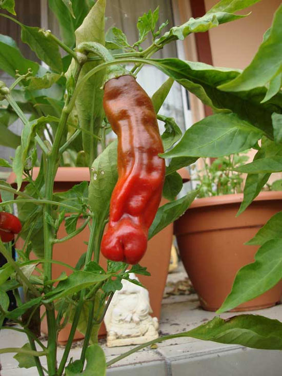 Перцы сорта Chilly Willy («Penis Peppers») имеют неприличную форму