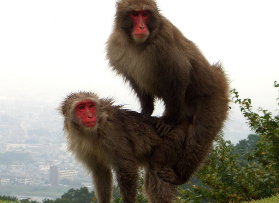 Самки обезьян пронзительно кричат во время секса