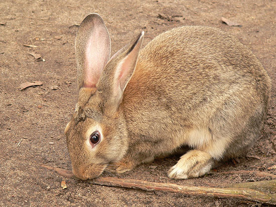 Обычный европейский кролик — одно из самых опасных существ для природы