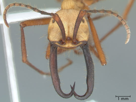 Армейские муравьи-солдаты (Eciton burchellii)