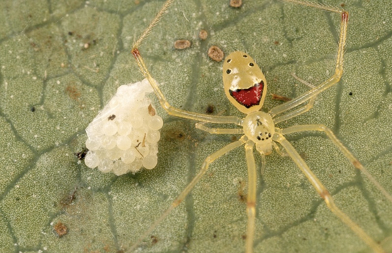 Окрас пауков вида Theridion grallator похож на человеческое лицо