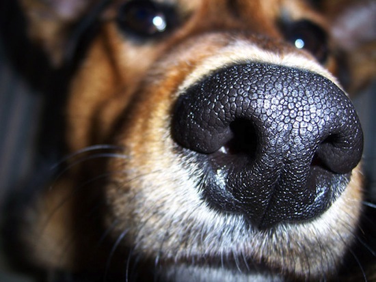 10 фактов о животных и запахах