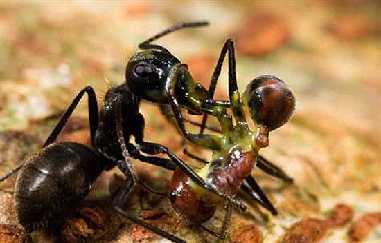 На острове Борнео водятся муравьи-камикадзе
