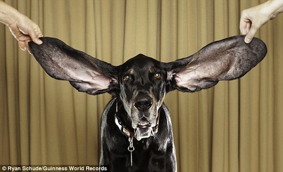 Длина ушей самого длинноухого пса в мире — более 30 см