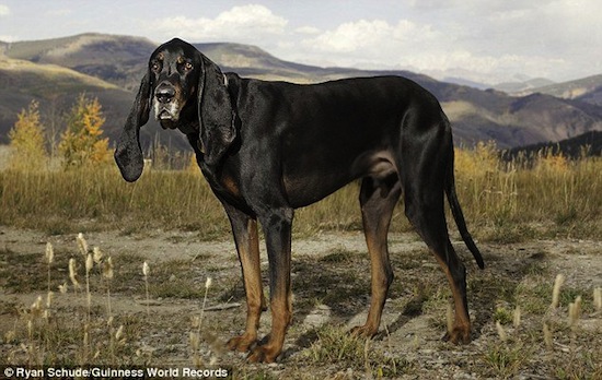 Длина ушей самого длинноухого пса в мире — более 30 см
