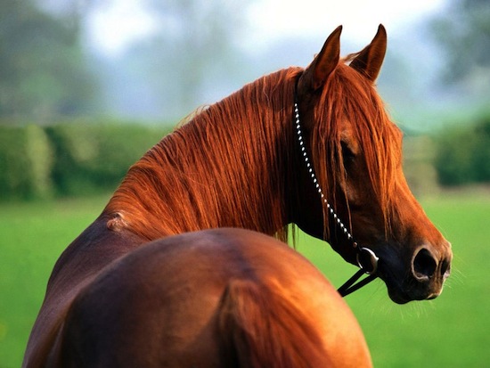 Лошадь не может дышать ртом. Если закрыть ей ноздри, она задохнётся