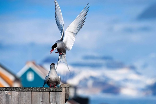 Полярная крачка — единственная птица, которая мигрирует с одного полюса на другой