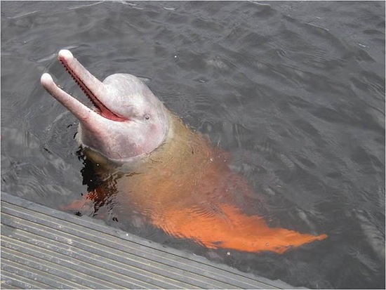 В реке Амазонке водятся розовые речные дельфины