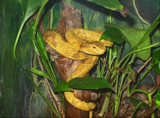 На Змеином острове в Бразилии живёт столько ядовитых змей, что власти запретили его посещение