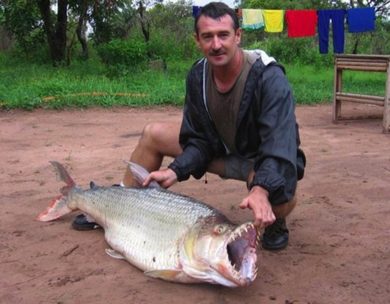 Тигровая рыба-голиаф — самая опасная пресноводная рыба