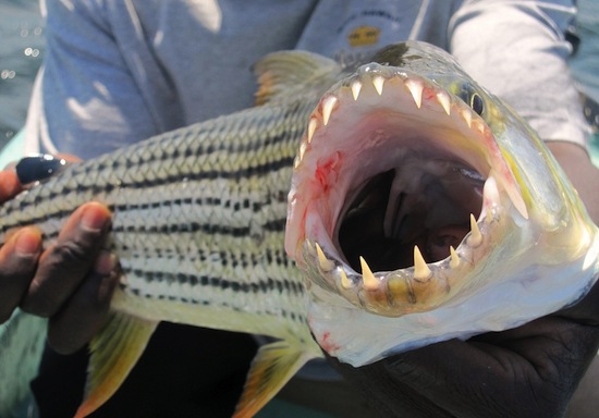 Тигровая рыба-голиаф — самая опасная пресноводная рыба