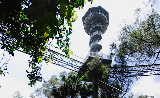 Illawarra Fly Treetop Walk, Австралия