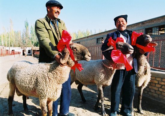 Длинноухие и кривоносые китайские овцы стоят $2 000 000