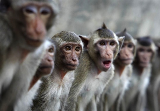 «Виртуальные обезьяны» на Amazon пытаются напечатать полное собрание сочинений Шекспира