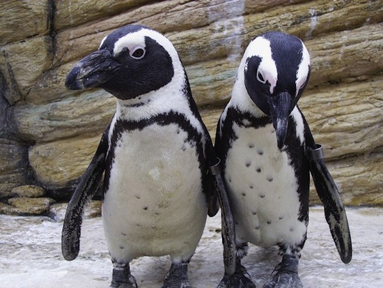 В Канадском зоопарке живёт гомосексуальная пара пингвинов