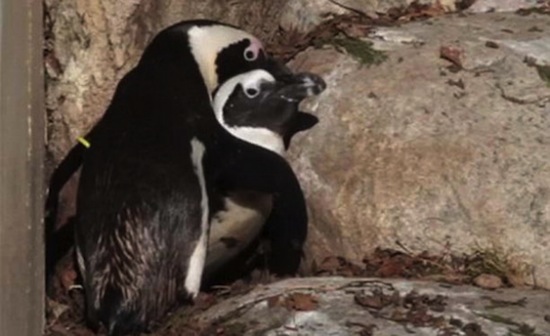 В Канадском зоопарке живёт гомосексуальная пара пингвинов