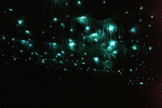 В пещерах Вайтомо живут тысячи светлячков, создающих потрясающий эффект «звёздного неба»