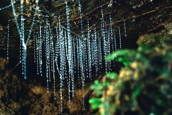 В пещерах Вайтомо живут тысячи светлячков, создающих потрясающий эффект «звёздного неба»