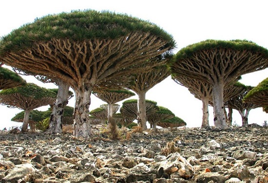 На острове Сокотра растут удивительные деревья