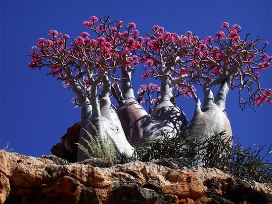 На острове Сокотра растут удивительные деревья