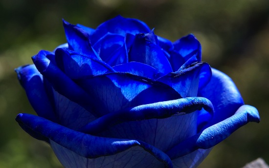 Синие розы существуют