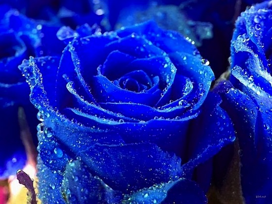Синие розы существуют