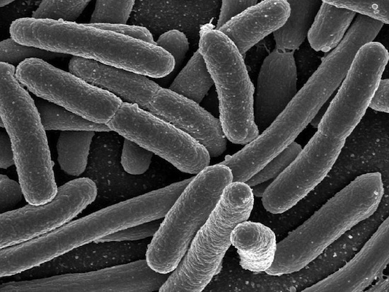 10 фактов о микроорганизмах