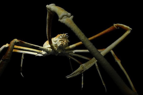 Длина ног японского краба-паука — 4 метра в размахе