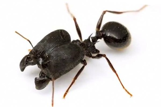 Существуют супер-муравьи с огромными головами